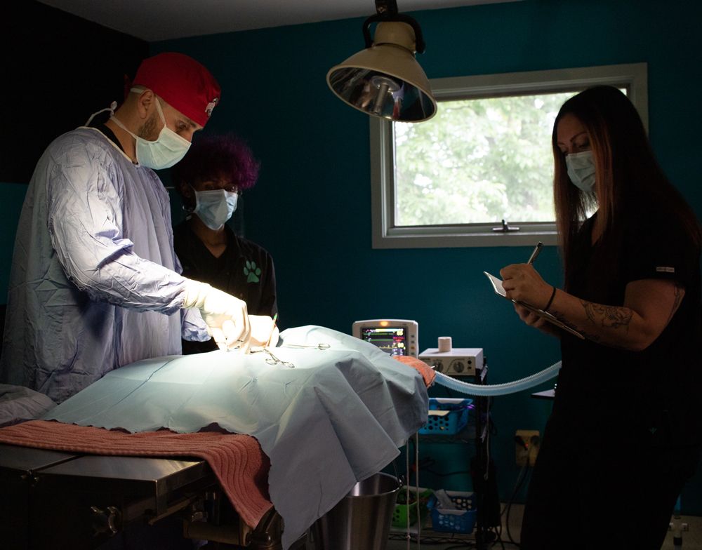 Pet Surgery Indianapolis, IN Nora Veterinary Hospital