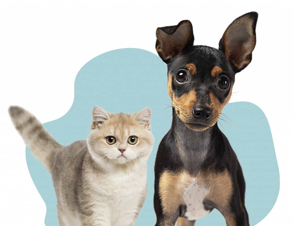 Dog and Cat Care