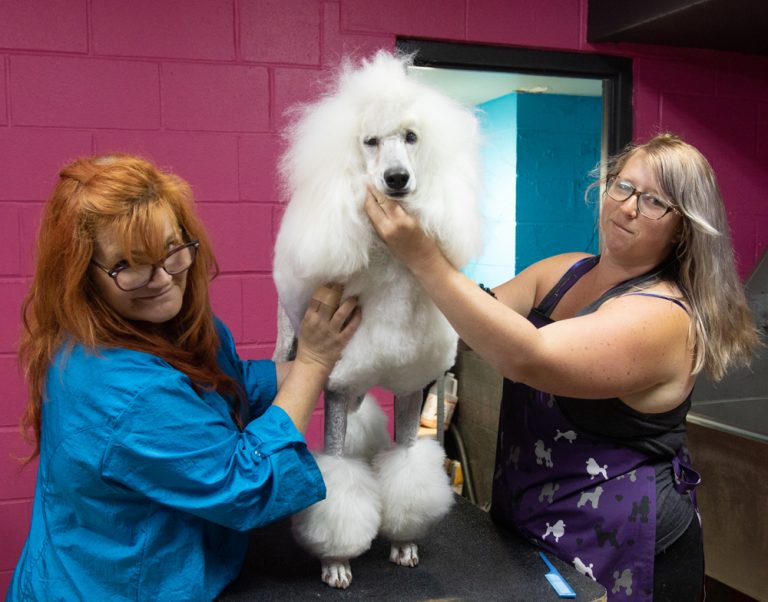 Pet Grooming Indianapolis Nora Veterinary Hospital