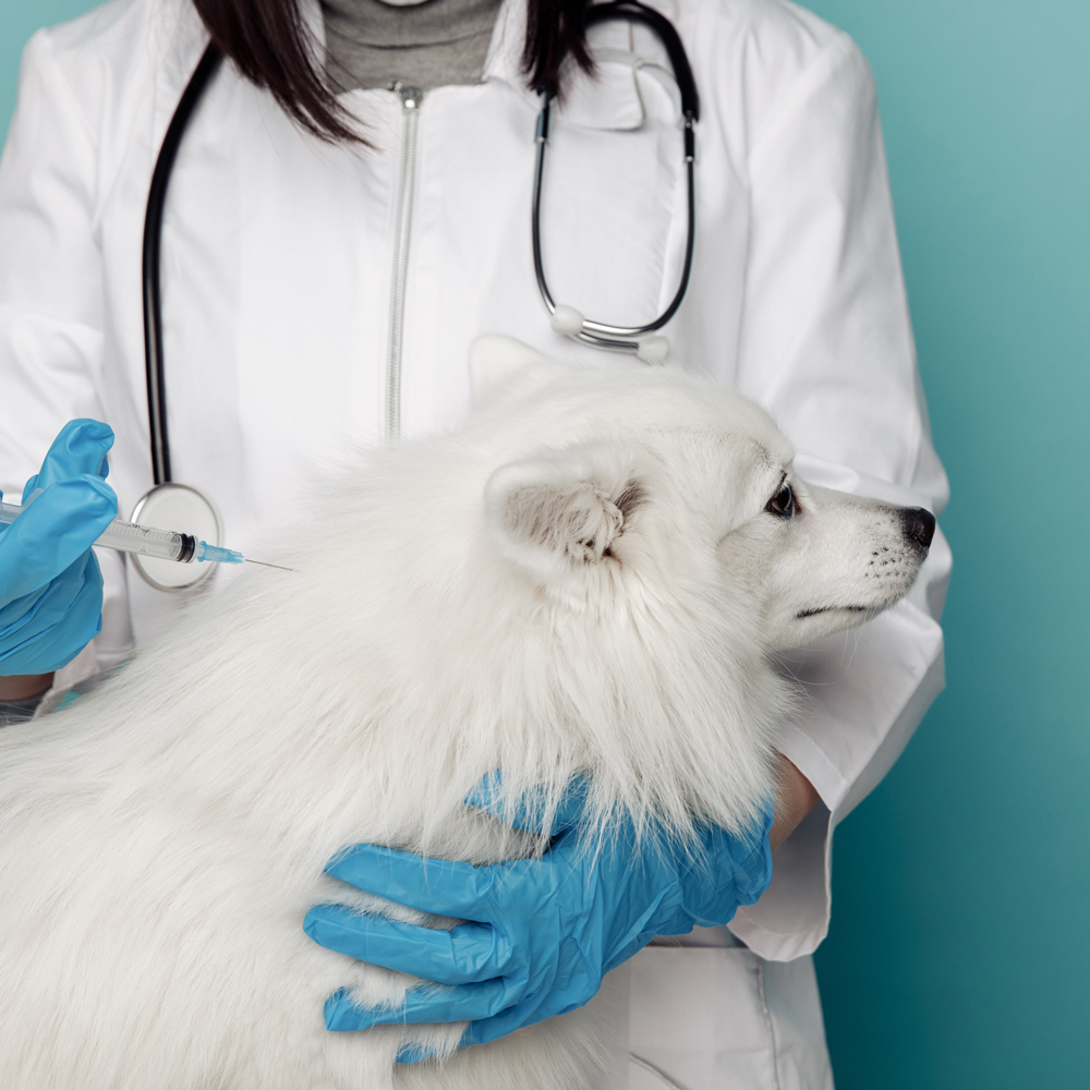 Nora Veterinary Hospital Pet Vaccinations