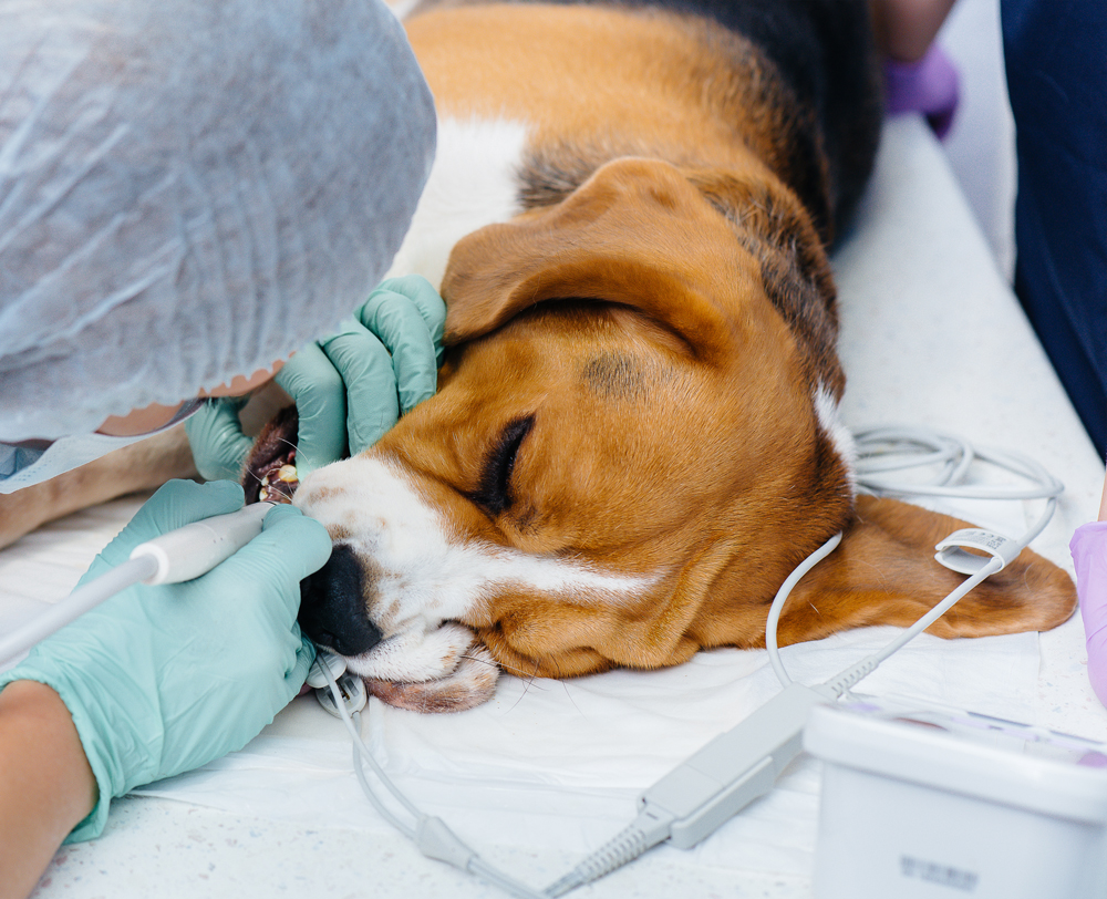Nora Veterinary Hospital Dental Extractions