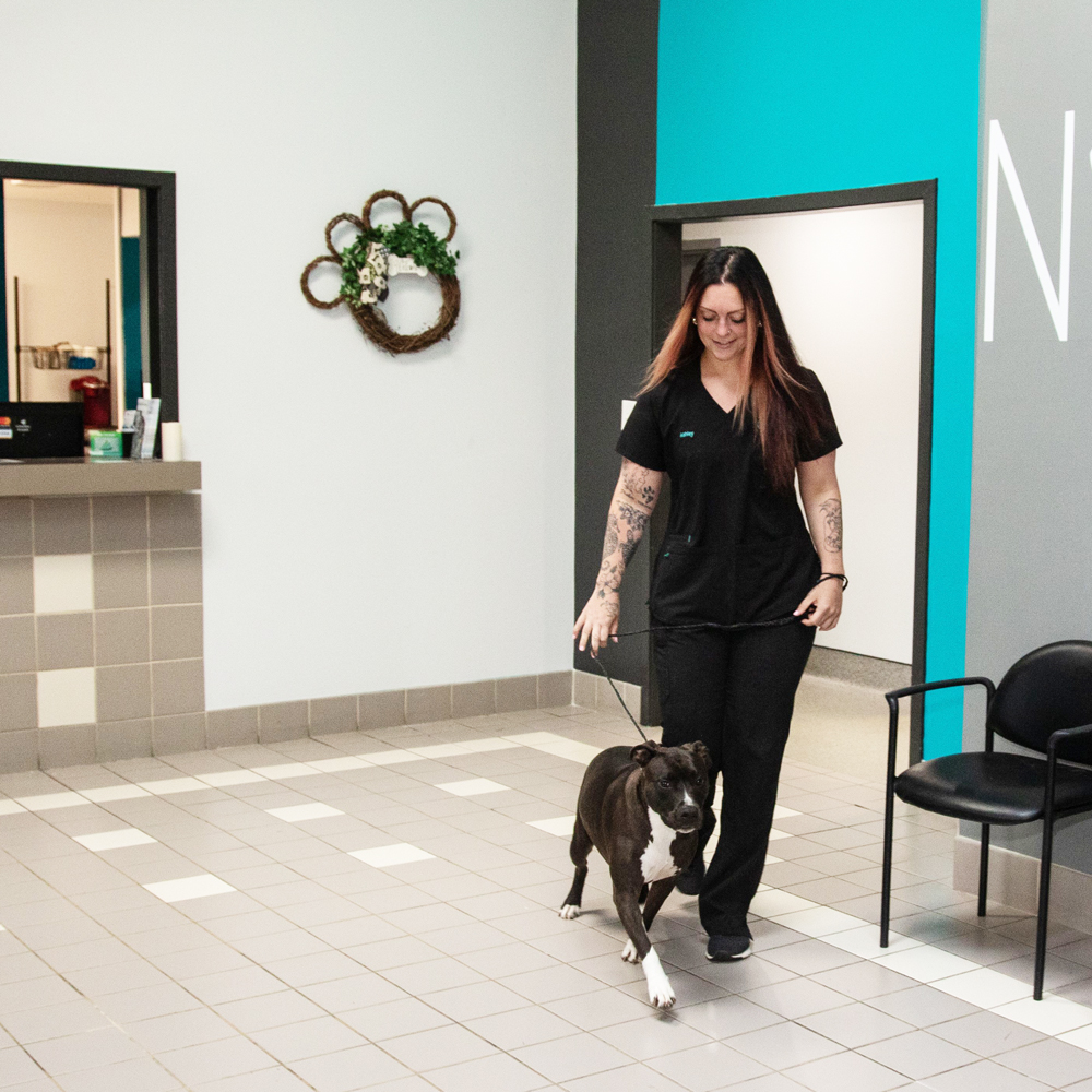 Nora Veterinary Hospital Payment Options